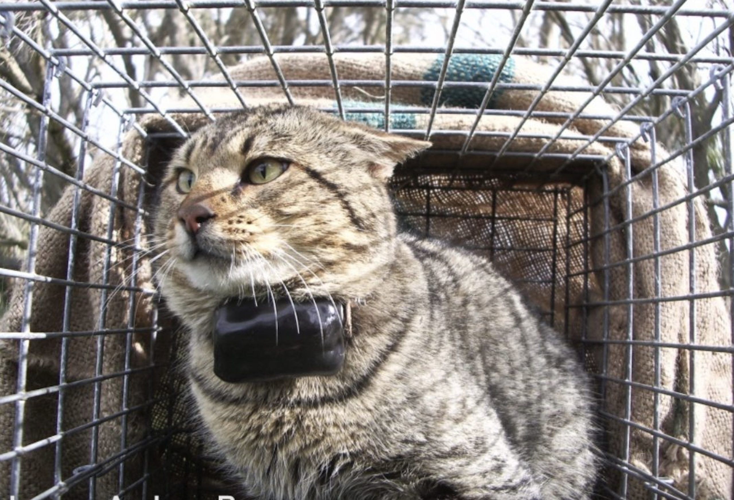 FERAL CAT TRAPS Geelong Toorak Times