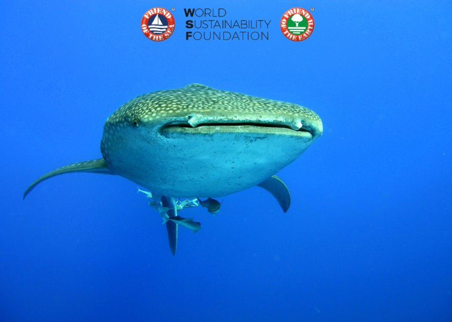 Whale Shark Friends