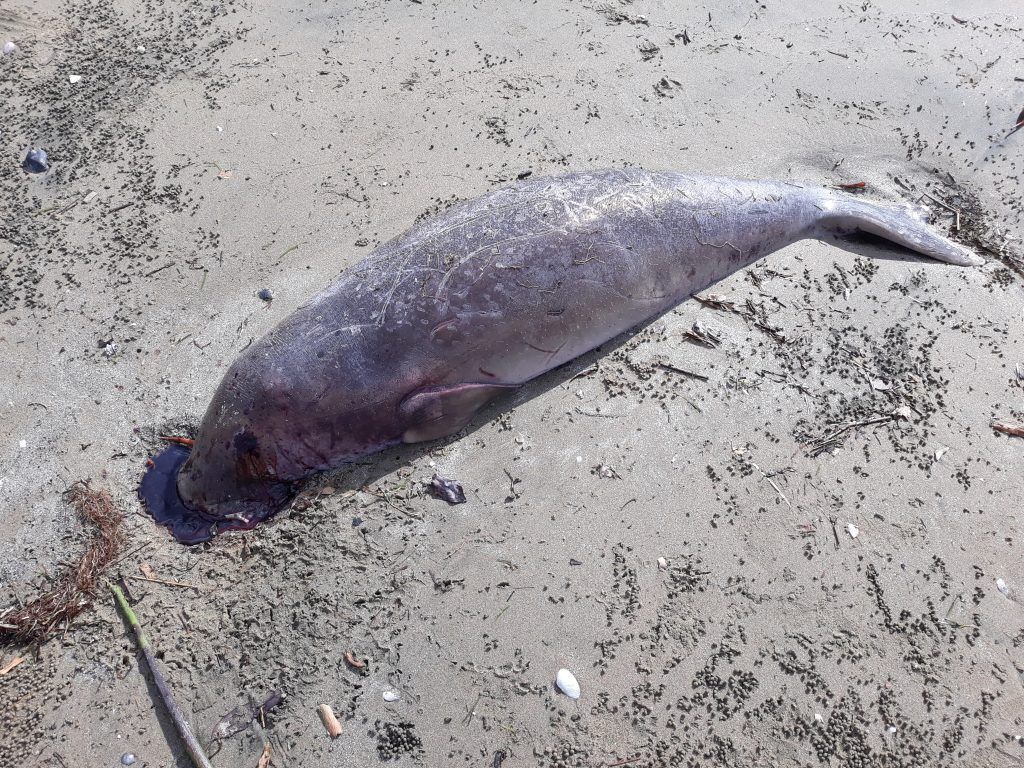 Copy of 16 02 2019 dead dugong calf net marks Wunjunga 1024x768 1