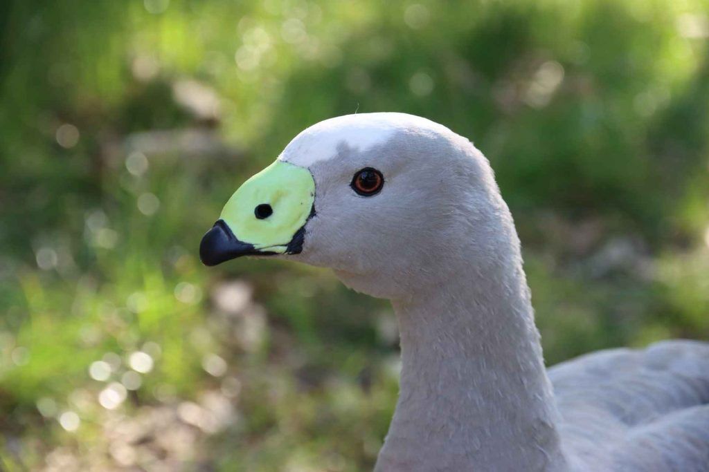 Greylag Goose 1 1024x683 1