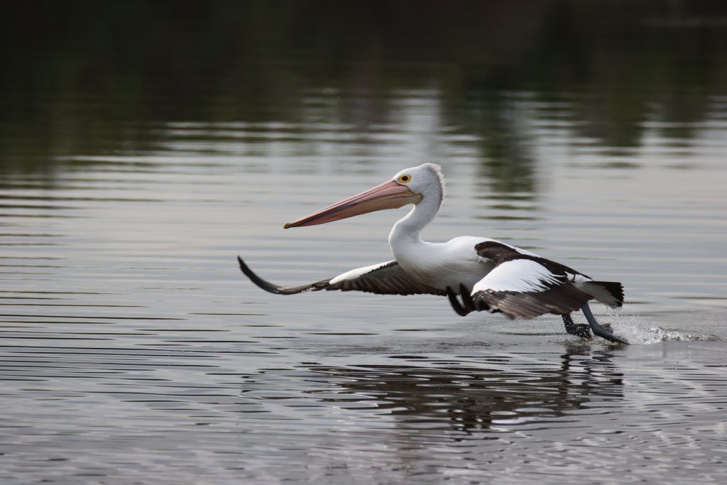 Australian Pelican credit to James Mascott 1024x683 1