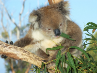 koala gold coast