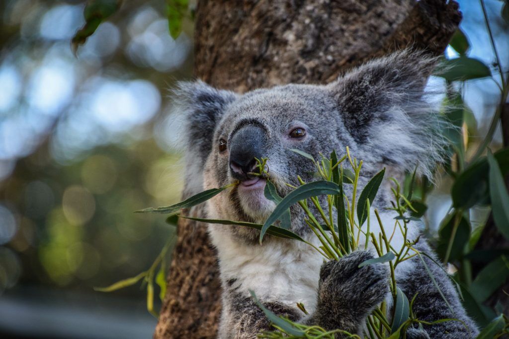 koala gum leaf 1024x683 1