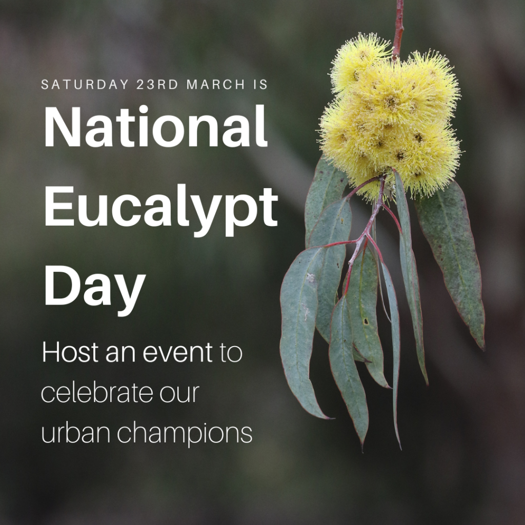 National Eucalypt Day 1024x1024 1