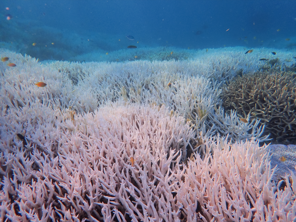 Heron Island 1024x768 1