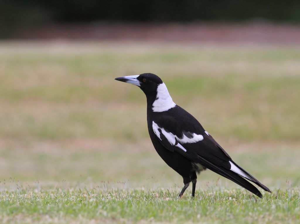 Magpie BicentennialPark Dec11 MG 2648 1024x763 1