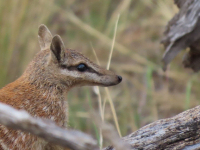 Numbat