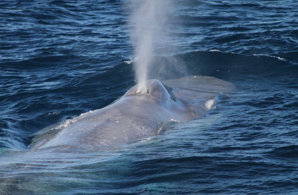 Pygmy blue whale 1024x672 1