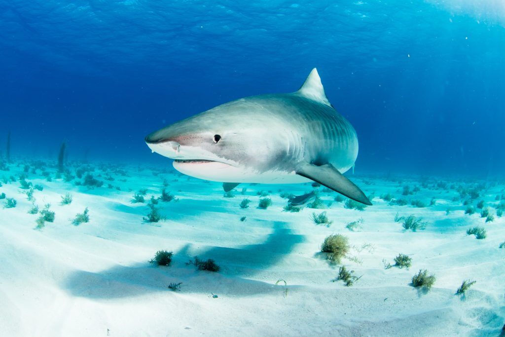 Shark iStock 477546532 1024x683 1