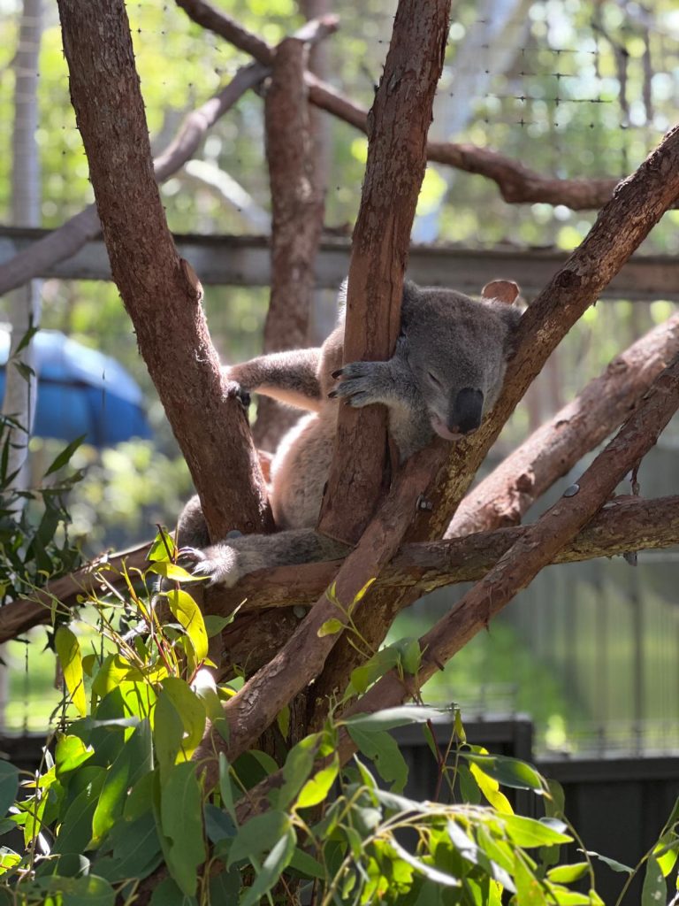 Koala in Recovery NSW by Andres Novoa 768x1024 1