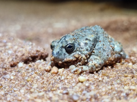 desert frog