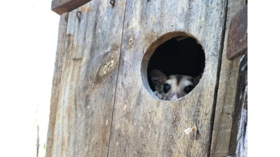 Tree hidey holes