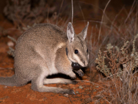 bilby AWC population