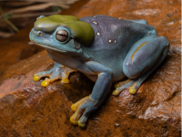 Blue frog