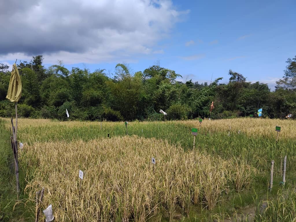 Timor Leste rice fertiliser trials