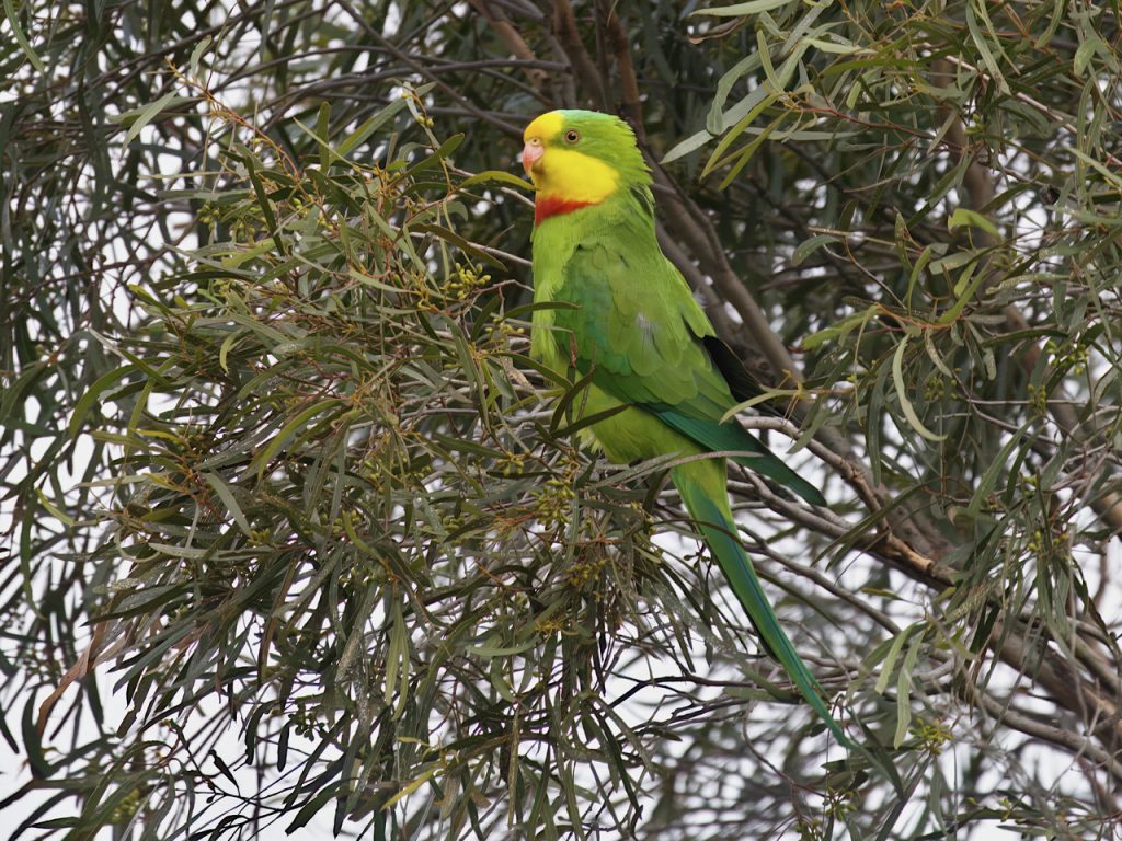 Nationally endangered Superb  Parrrot Allena PHughes 1024x768 1