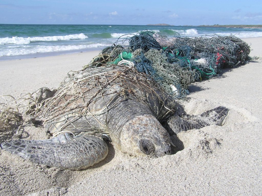 This beautiful turtle was found barely alive during patrol by Dhimurru Rangers. GhostNets Australia credit Jane Dermer 1 1024x766 1