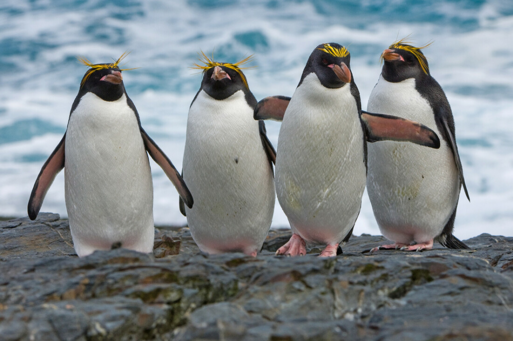 WWF McDonald Islands 1024x682 1