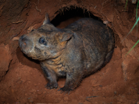 wombat